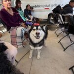 Avanza Gobierno de la Ciudad en materia de bienestar animal