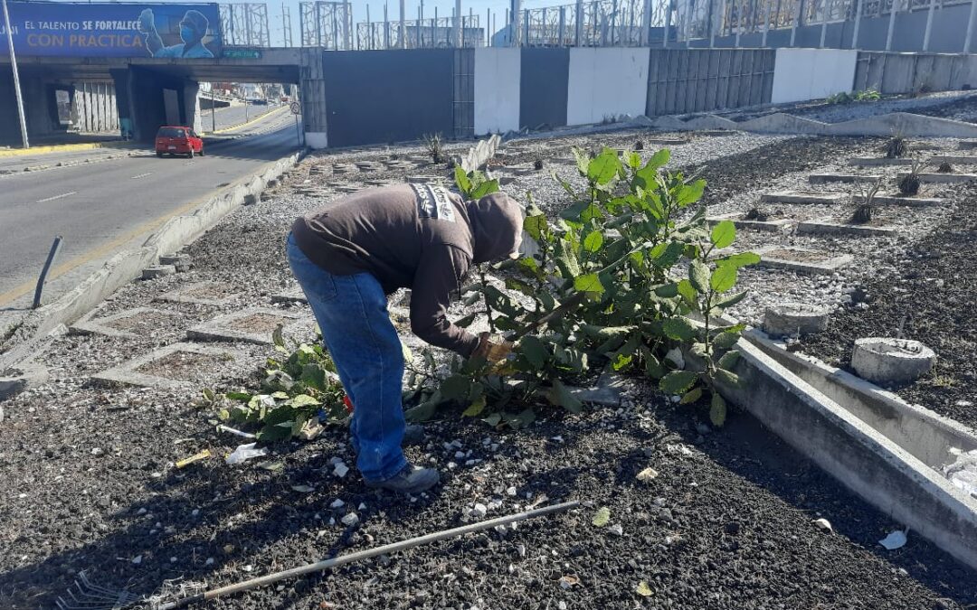 Gobierno de Pepe Chedraui refuerza mantenimiento en bajo puentes de la capital