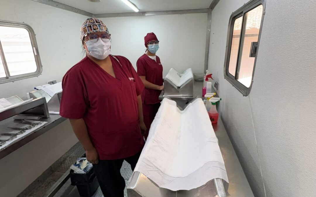 Pepe Chedraui fortalece el bienestar animal con más de 18 mil esterilizaciones gratuitas en Puebla